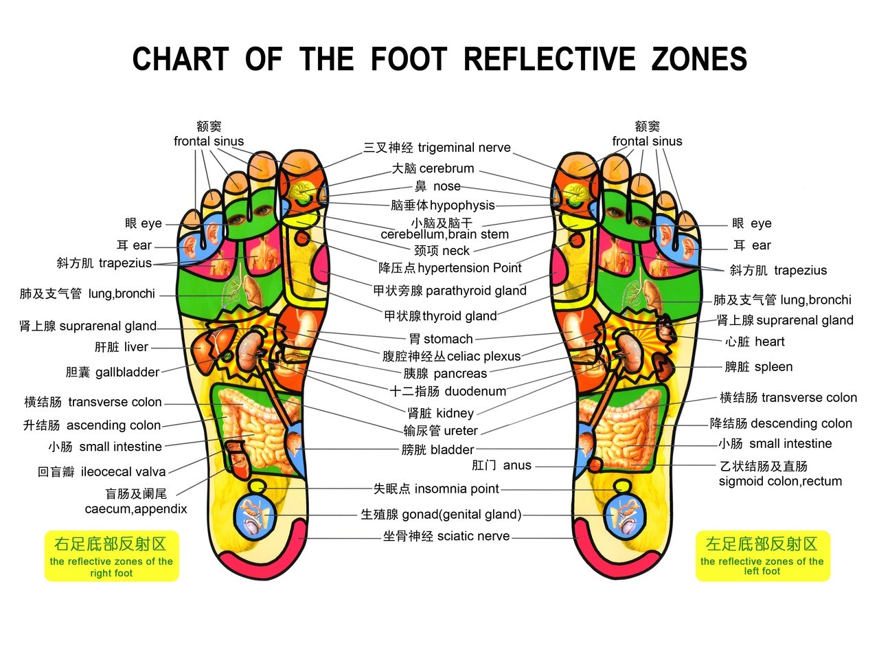 Foot massage reflexology chart